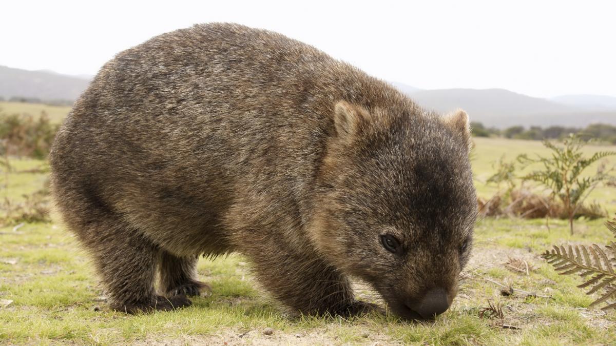 Wombat Eating Photos