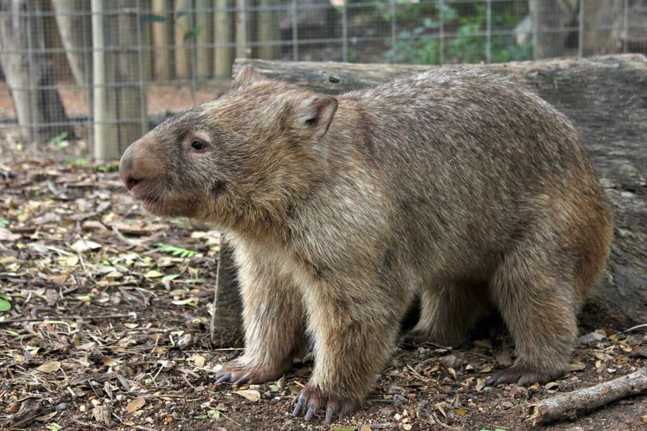 Wombat Photos