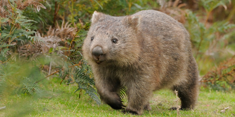 Wombat Wallpapers
