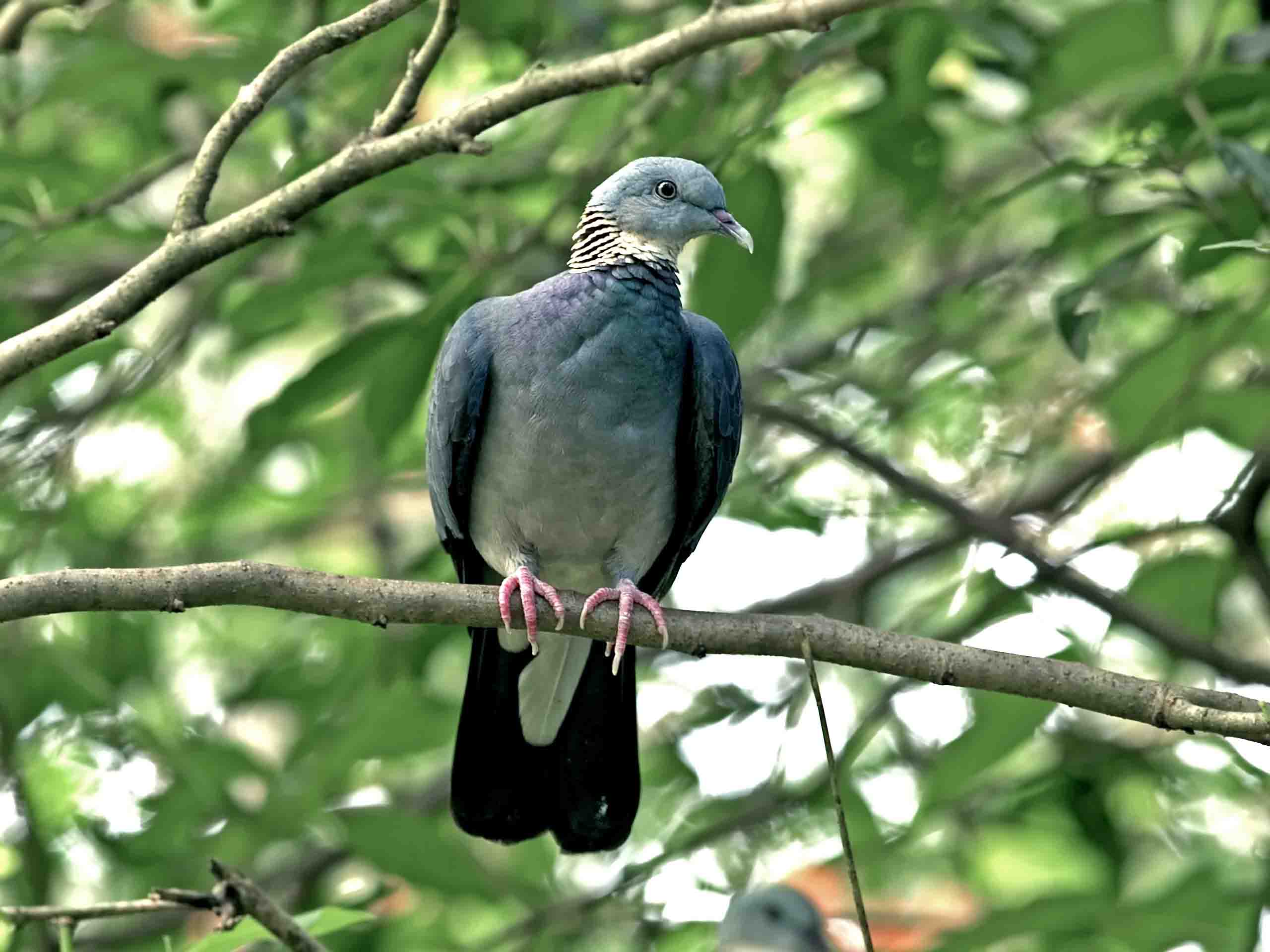 Andaman Wood Pigeon Birds Photos