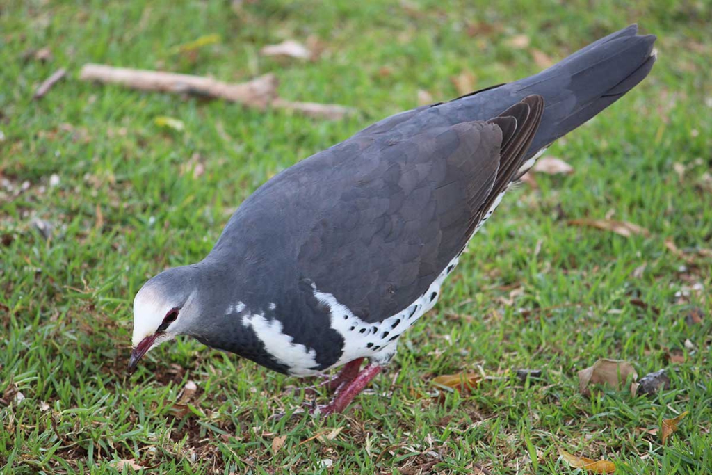 Andaman Wood Pigeon Eating Photos