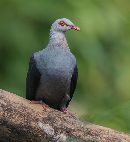Andaman Wood Pigeon Indian Birds Gallery