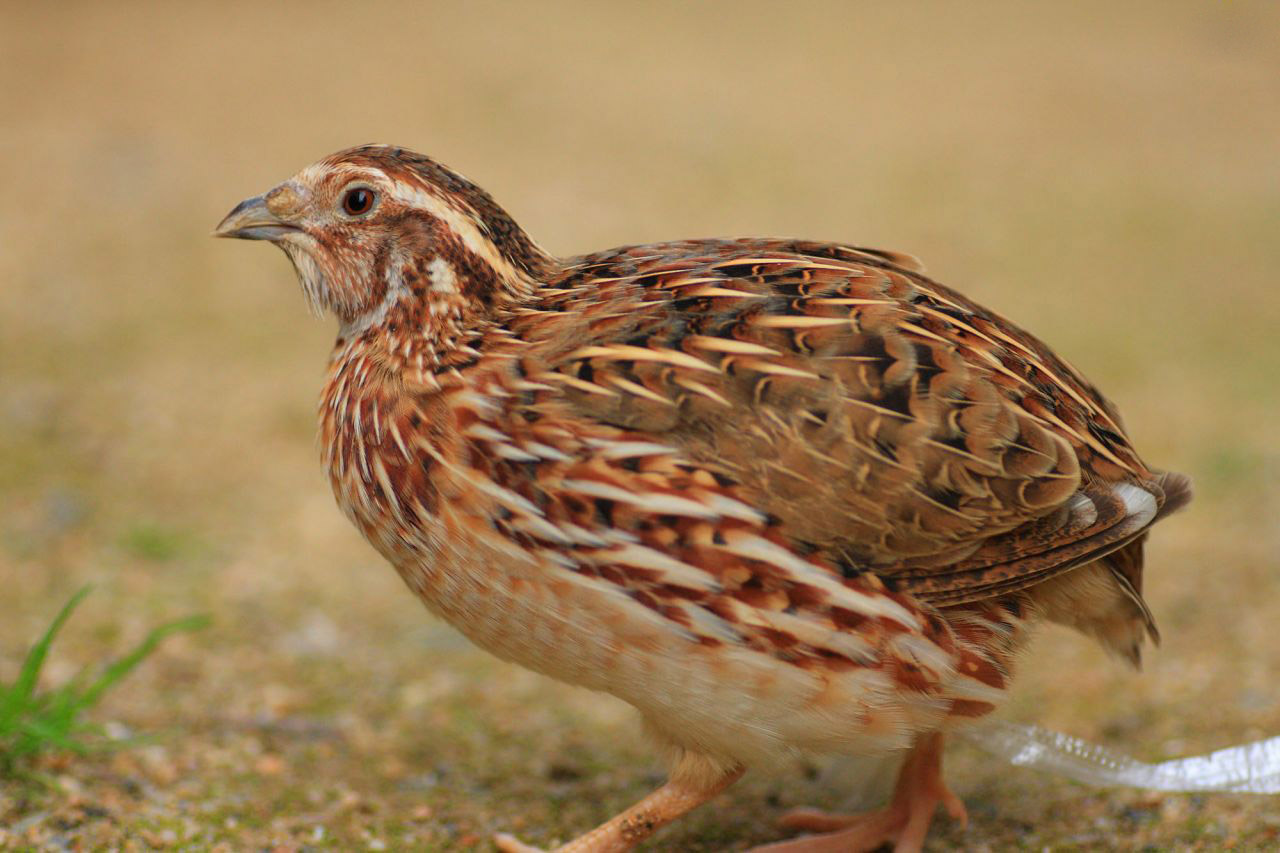 Baby Japanese Quail Pictures
