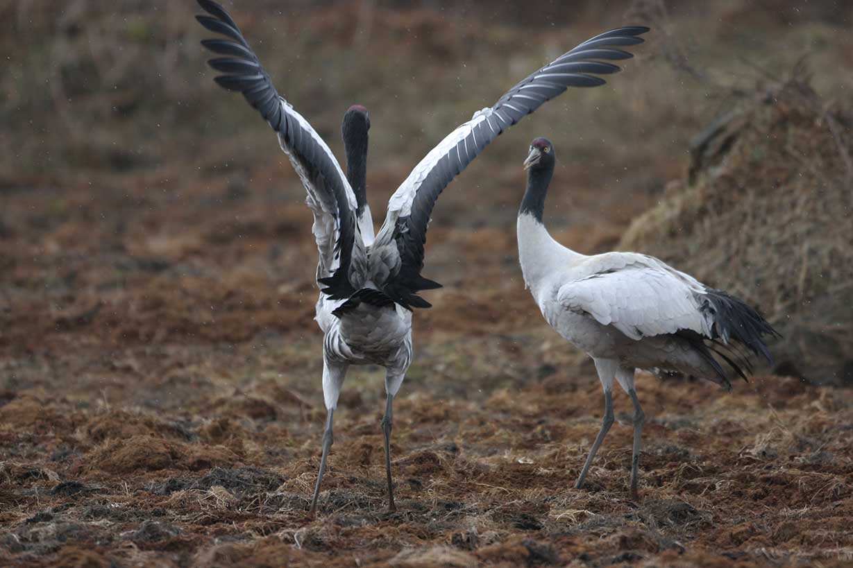Black Necked Crane Indian Birds Gallery