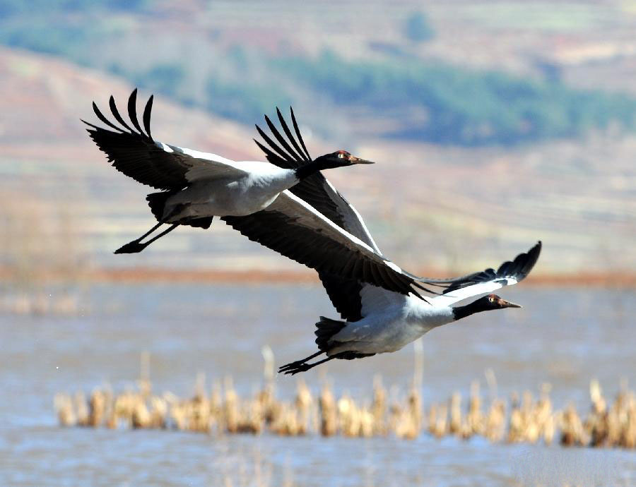 Black Necked Crane Two Birds Flying Wallpapers