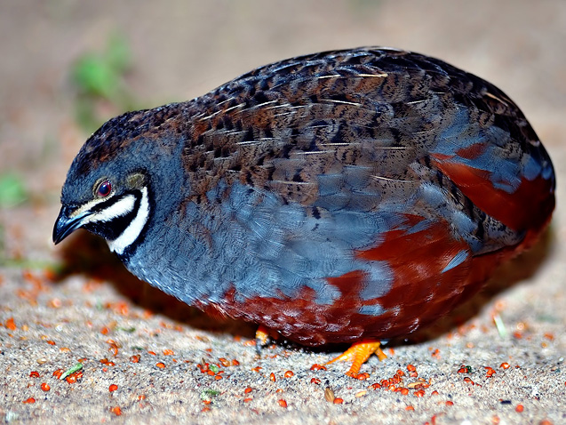 Blue Breasted Quail Pictures