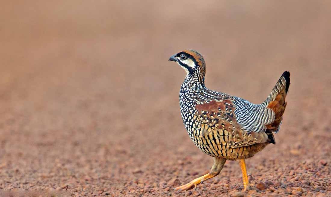 Chinese Francolin Cute Pictures