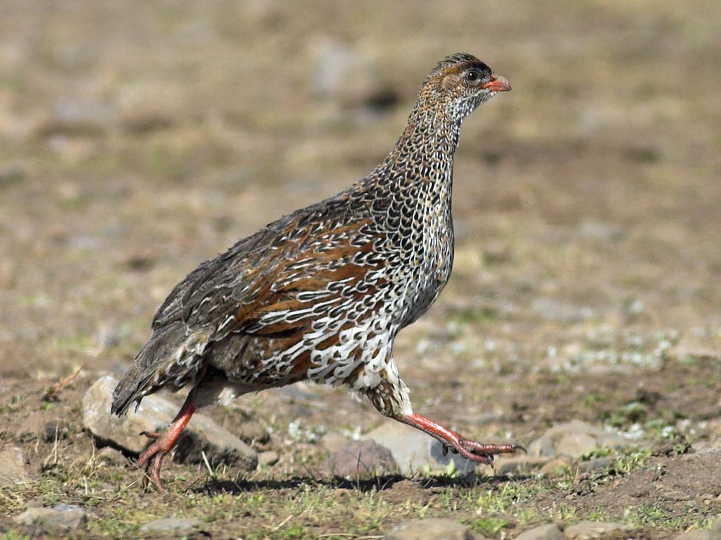 Chinese Francolin Indian Birds Gallery