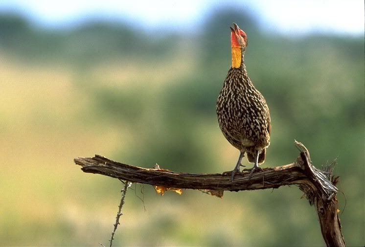 Chinese Francolin Wallpapers