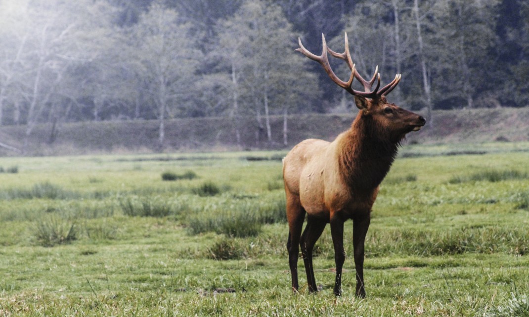 Elk Animal Images