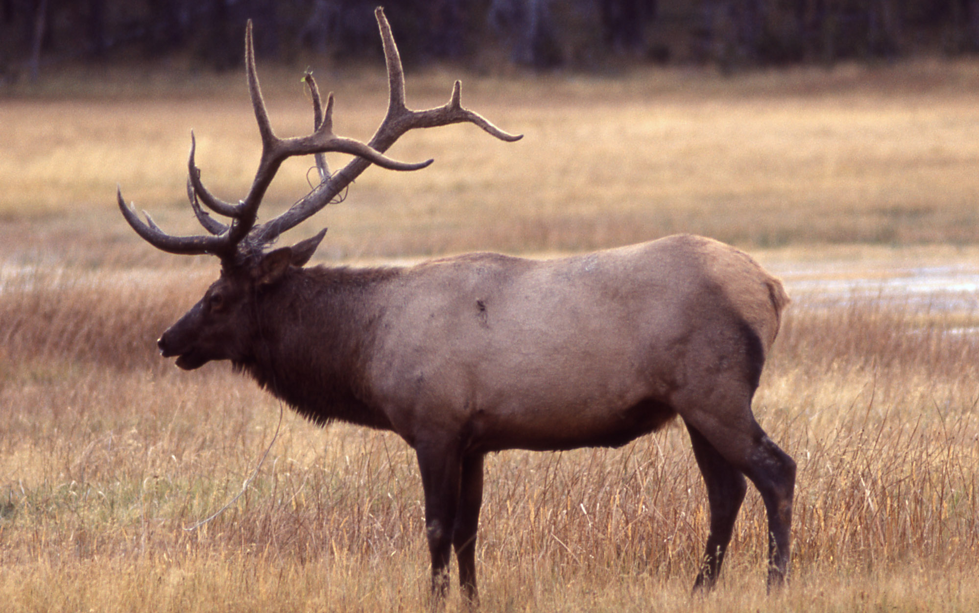 Elk Animal Photos