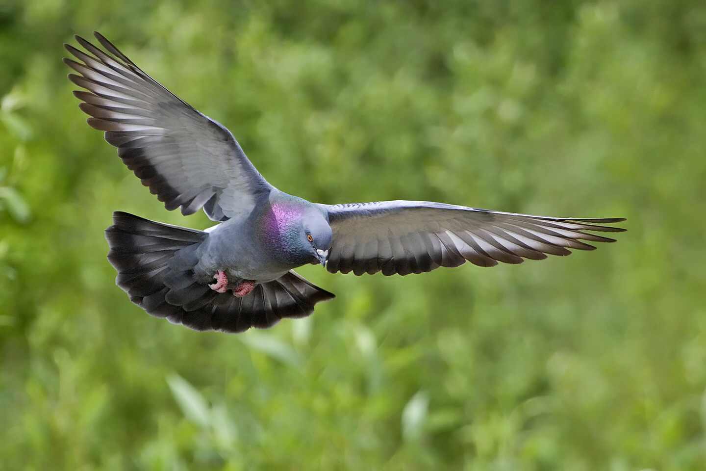 Emerald Dove Flying Pictures