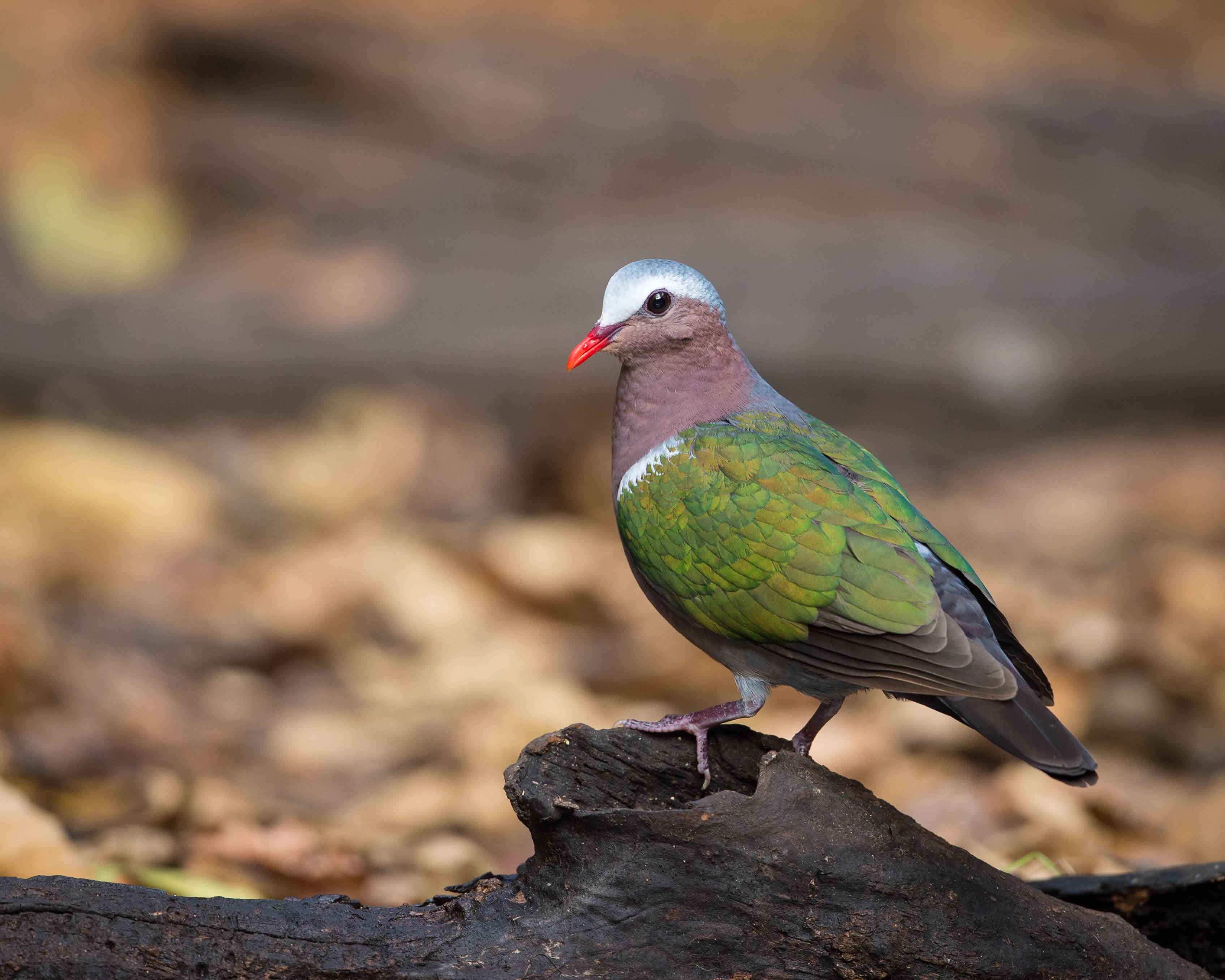 Emerald Dove Indian Birds Gallery
