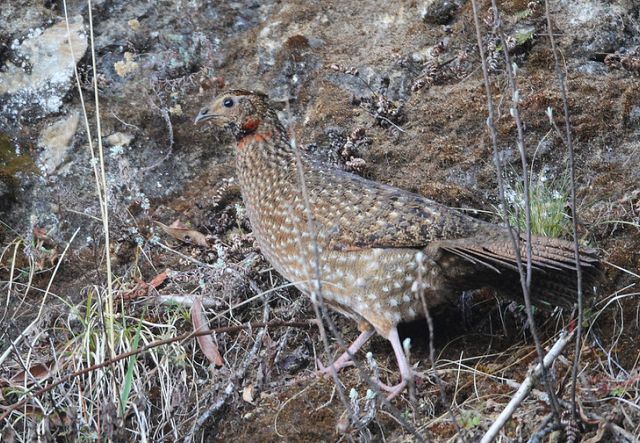 Female Satyr Tragopan Pictures