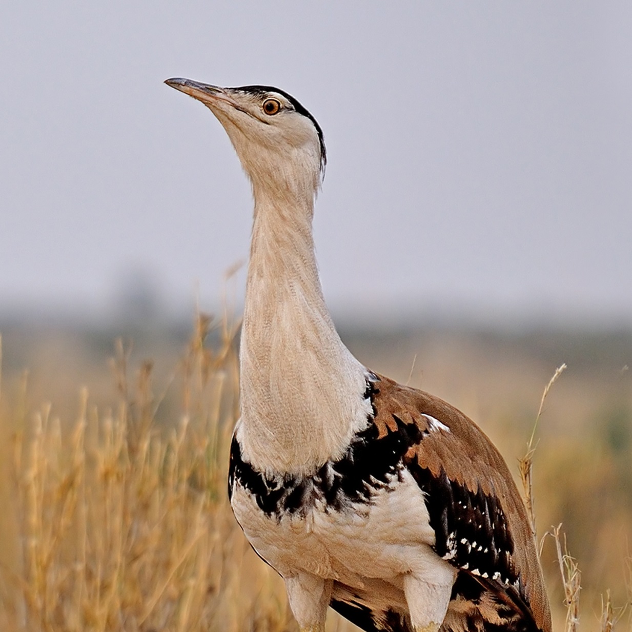 Great Indian Bustard Cute Pictures