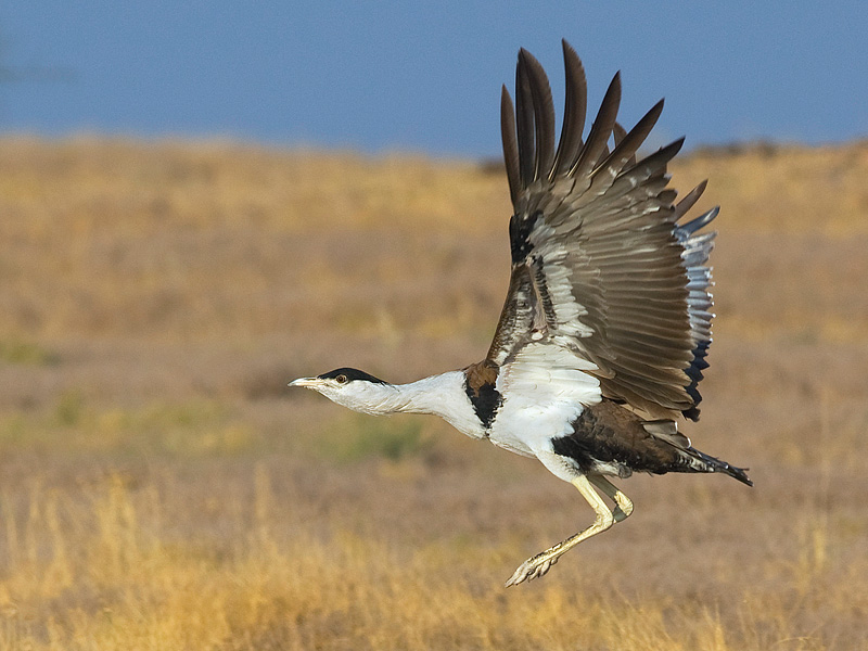 Great Indian Bustard Flying Gallery