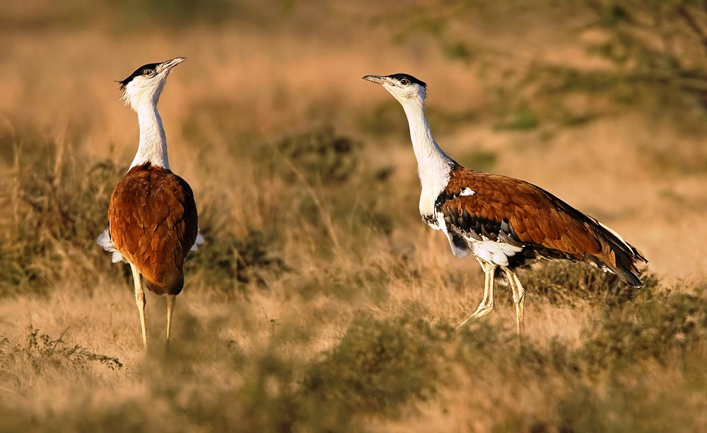 Great Indian Bustard Male And Female Photos