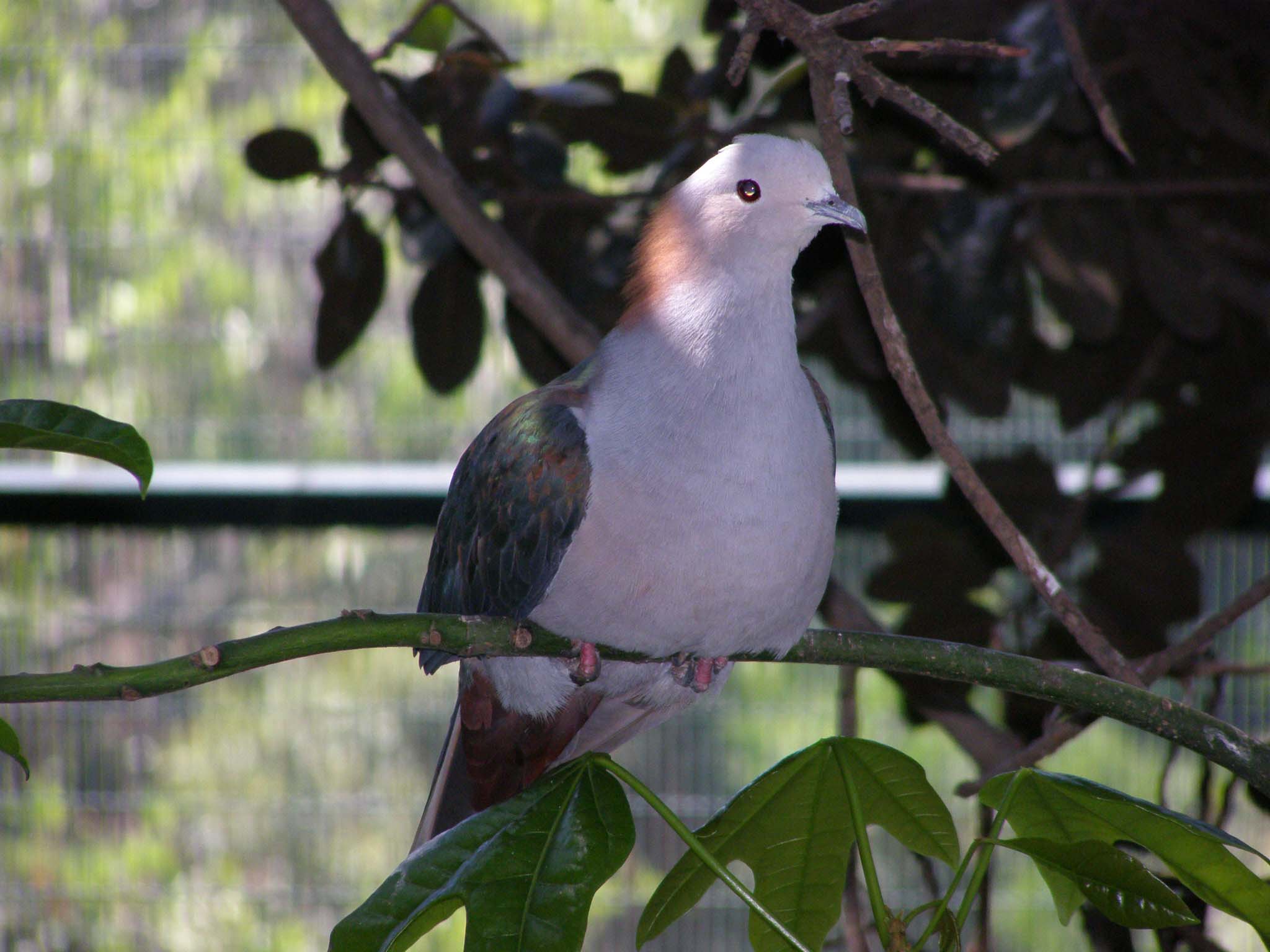 Green Imperial Pigeon Birds Pics
