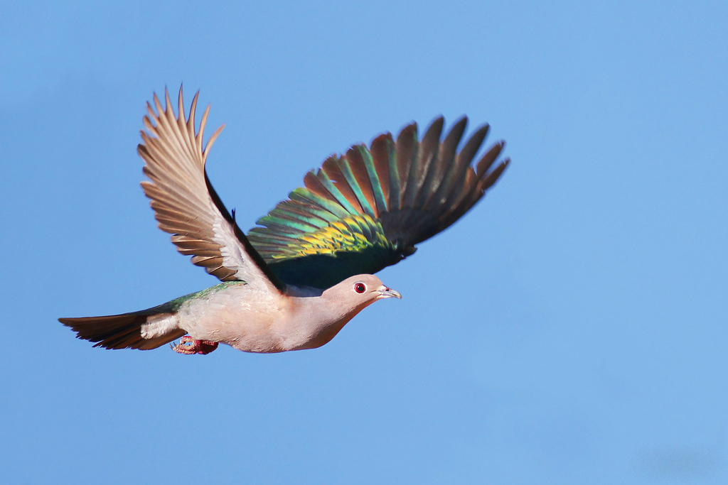 Green Imperial Pigeon Flying Pictures