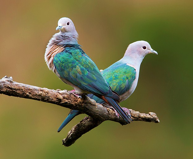 Green Imperial Pigeon Two Birds Wallpapers