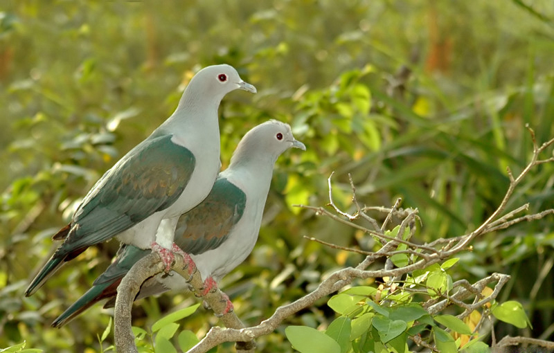 Green Imperial Pigeon Wallpapers