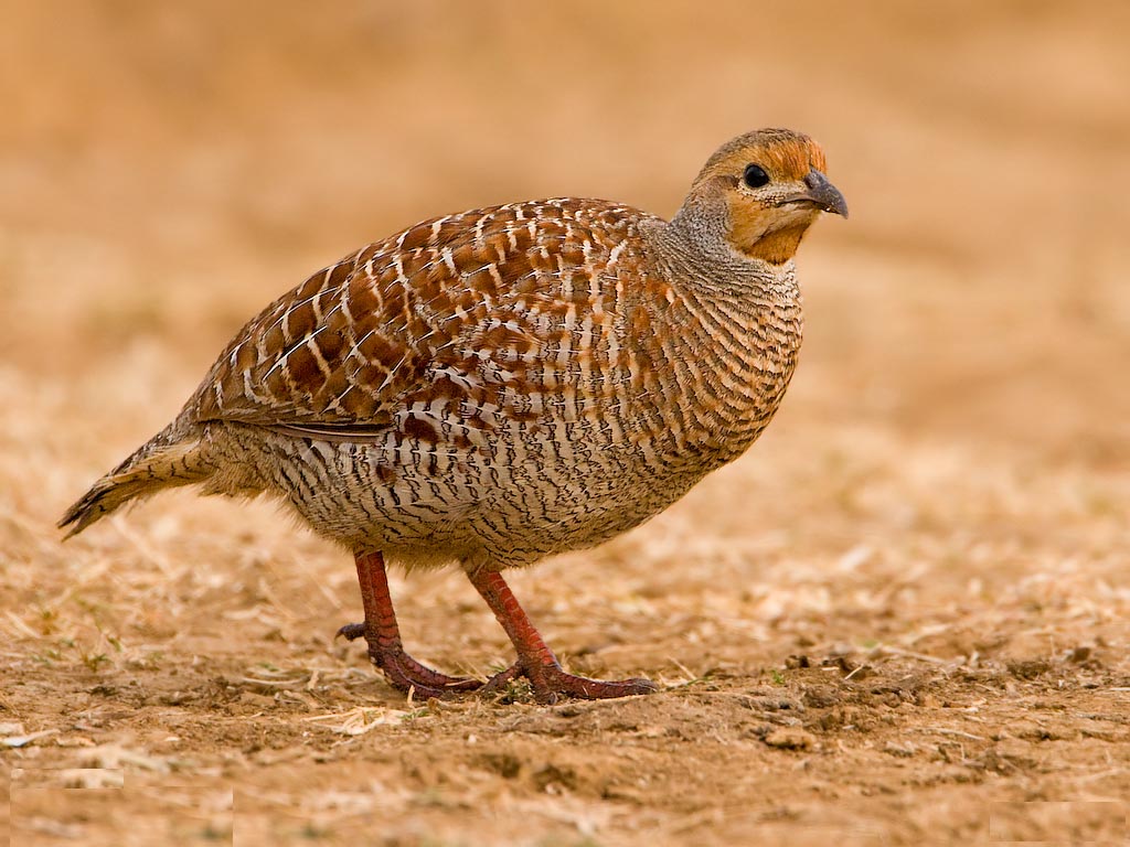 Grey Francolin Pictures
