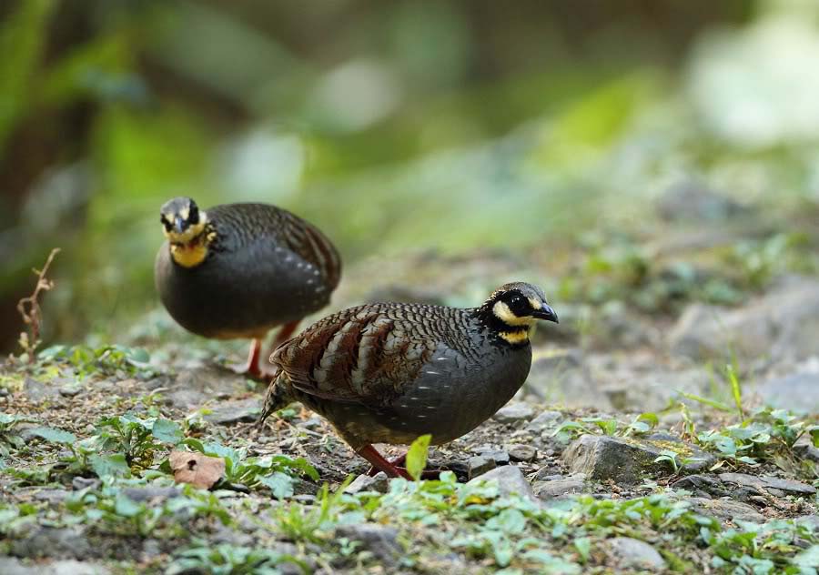 Hill Partridge Pictures