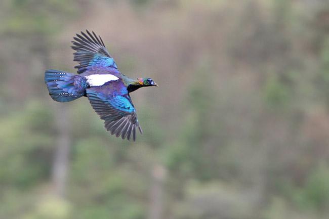 Himalayan Monal Flying Pictures