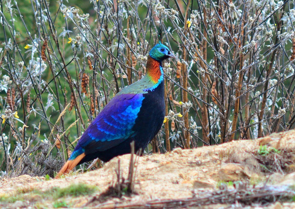Himalayan Monal Pictures