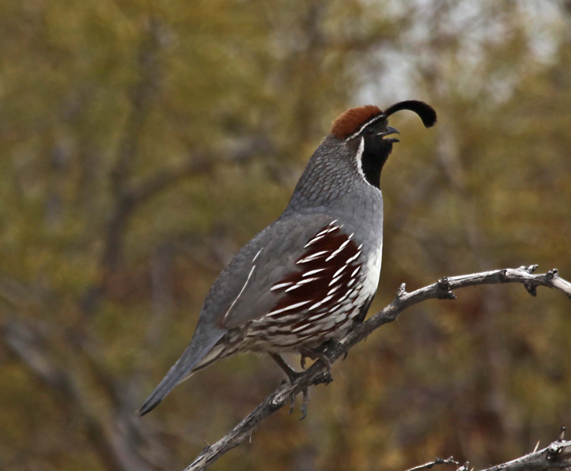 Himalayan Quail Cute Pictures