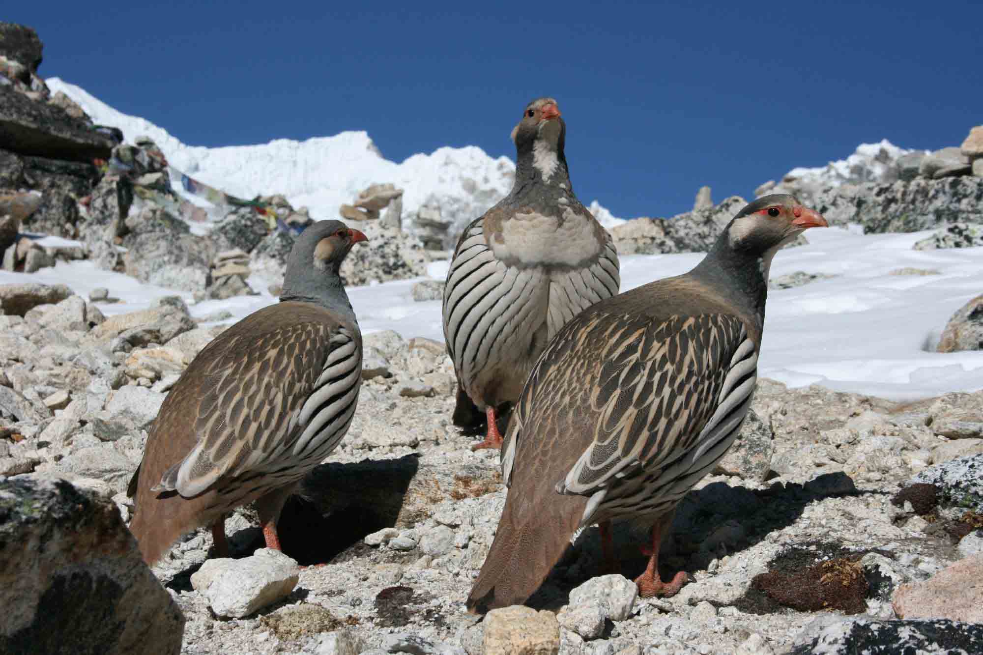 Himalayan Snowcock Group Birds Photos
