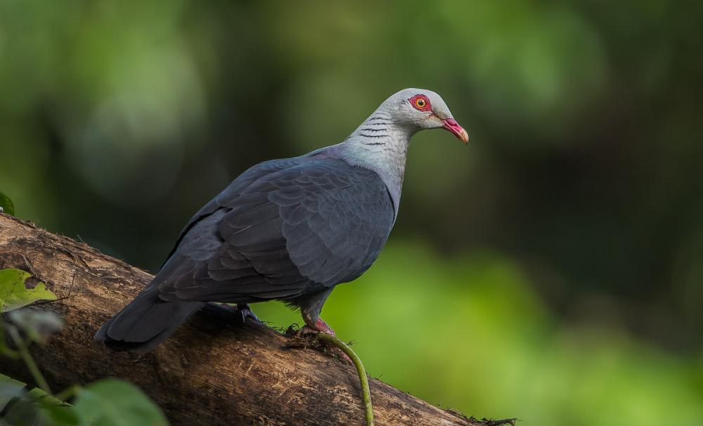 Indian Andaman Wood Pigeon Cute Pictures
