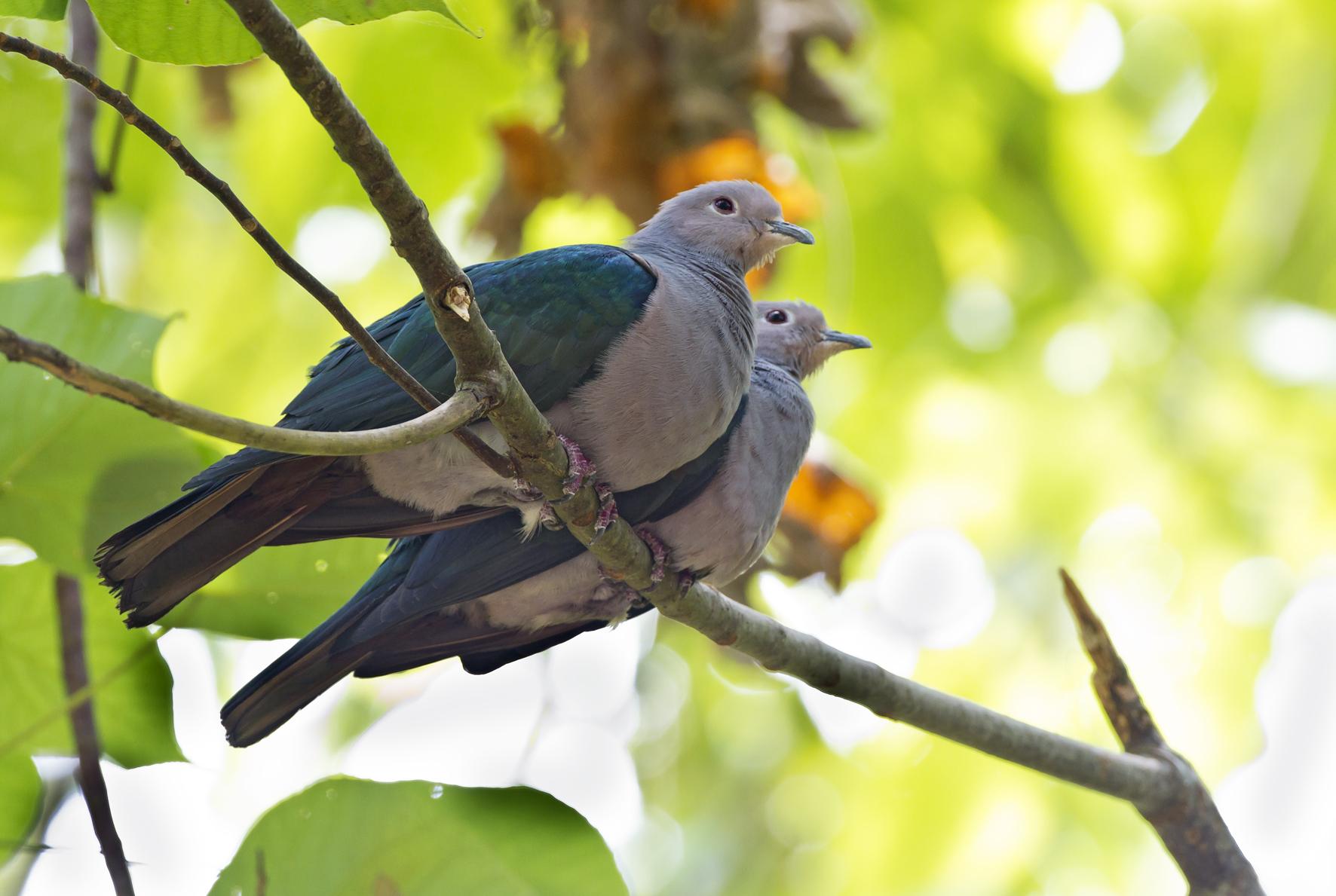 Indian Green Imperial Pigeon Images