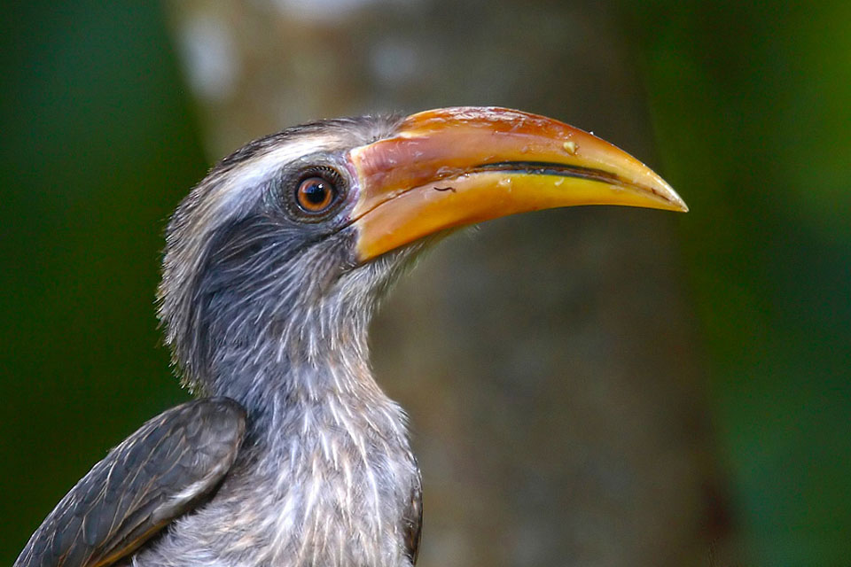 Indian Grey Hornbill Face Photos
