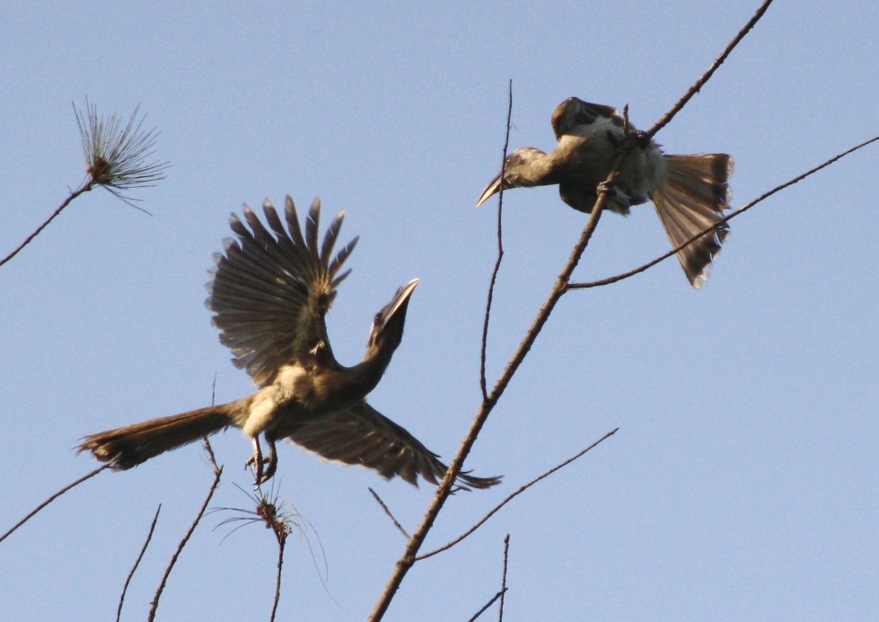 Indian Grey Hornbill Fighting Photos