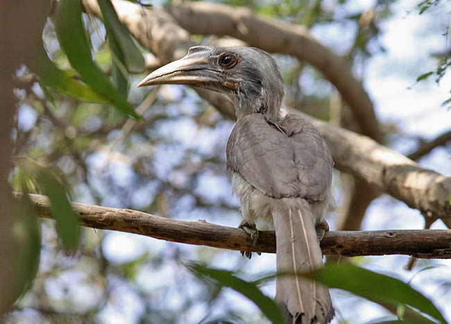 Indian Grey Hornbill Indian Birds Gallery