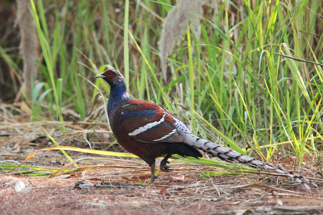 Indian Mrs Humes Pheasant Pictures