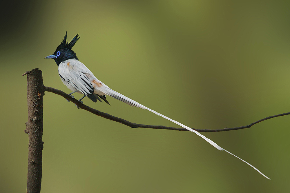 Indian Paradise Flycatcher Birds Gallery