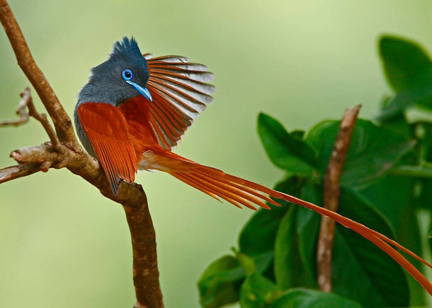 Indian Paradise Flycatcher Cute Wallpapers