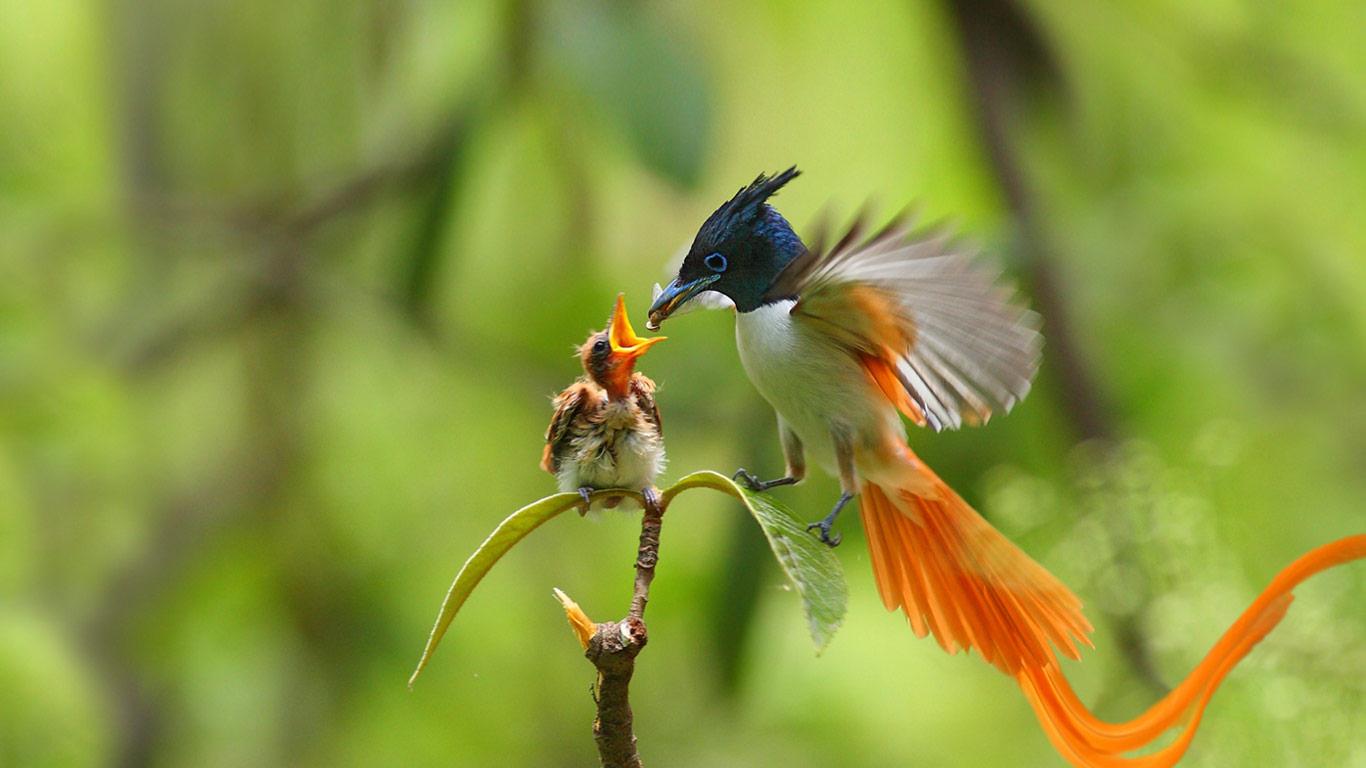 Indian Paradise Flycatcher Eating Pictures