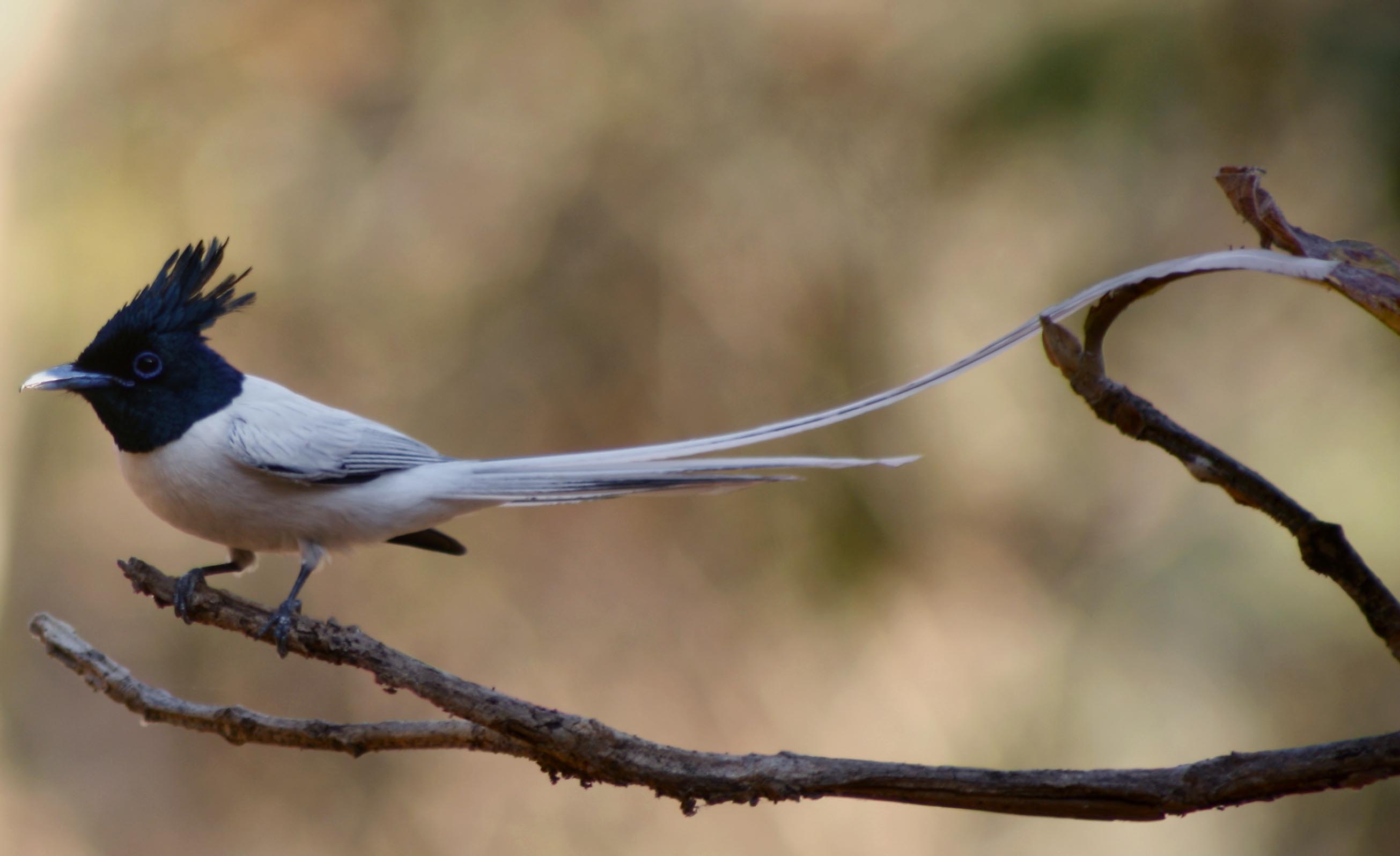 Indian Paradise Flycatcher Pictures