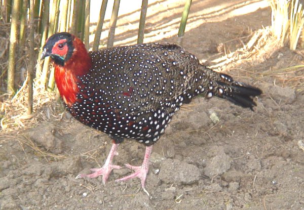 Indian Western Tragopan Pictures