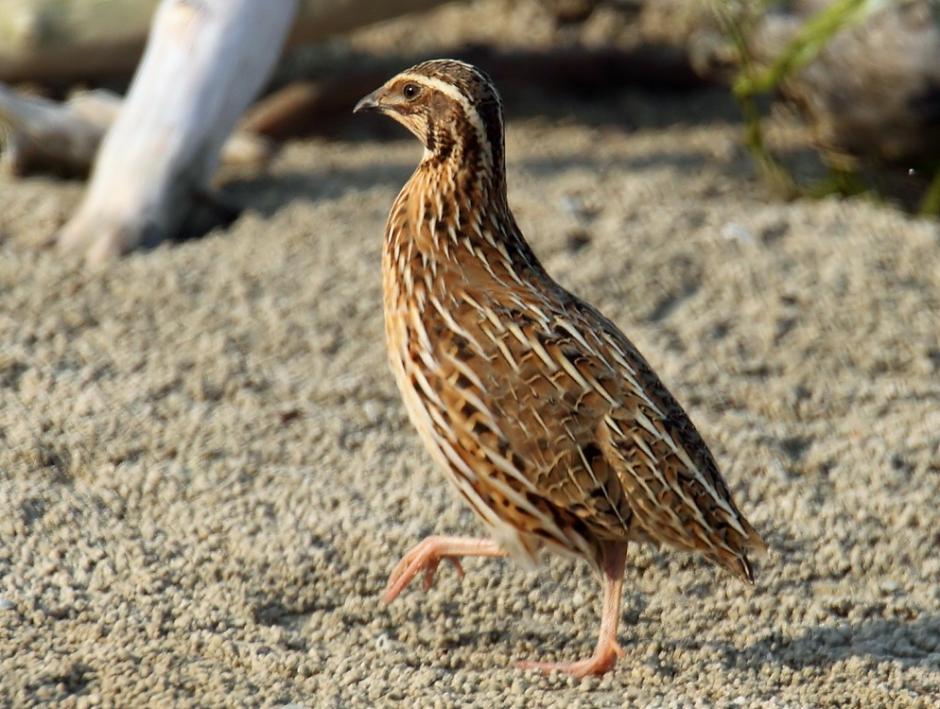 Japanese Quail Pictures