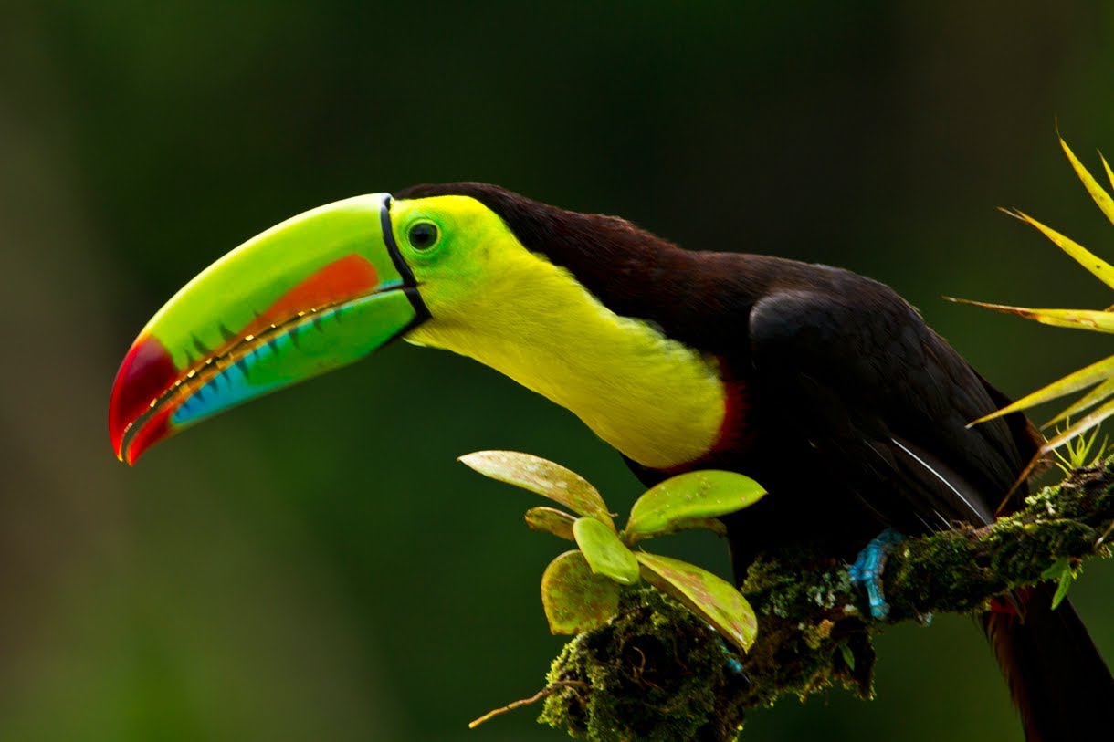 Keel Billed Toucan Belize Bird Photos