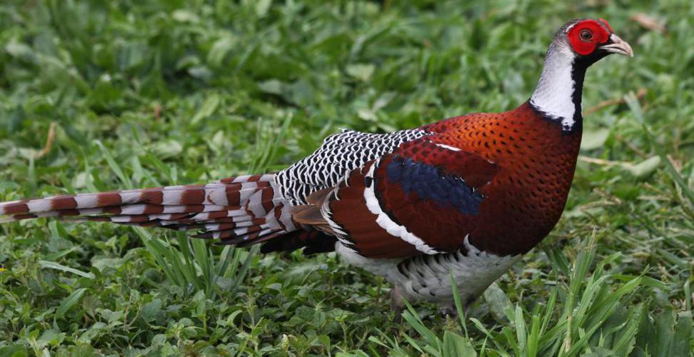 Mrs Humes Pheasant Indian Birds Pictures