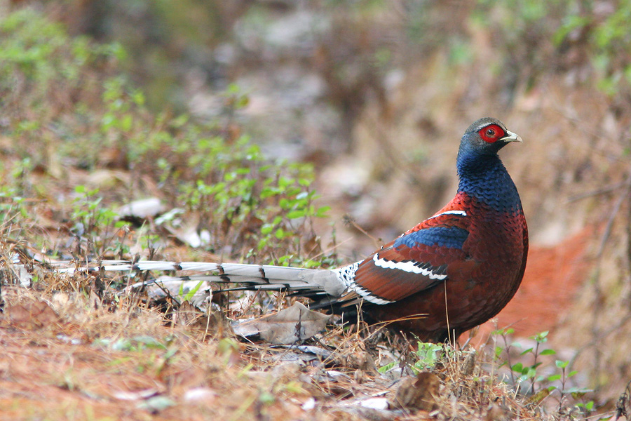 Mrs Humes Pheasant Pictures