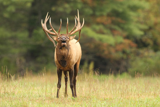 North American Elk Animal Hd Photos