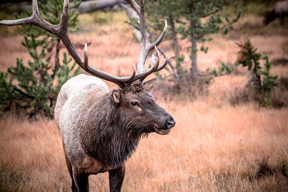 North American Elk Pics