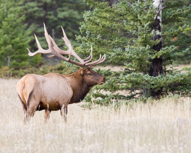 North American Elk Pictures