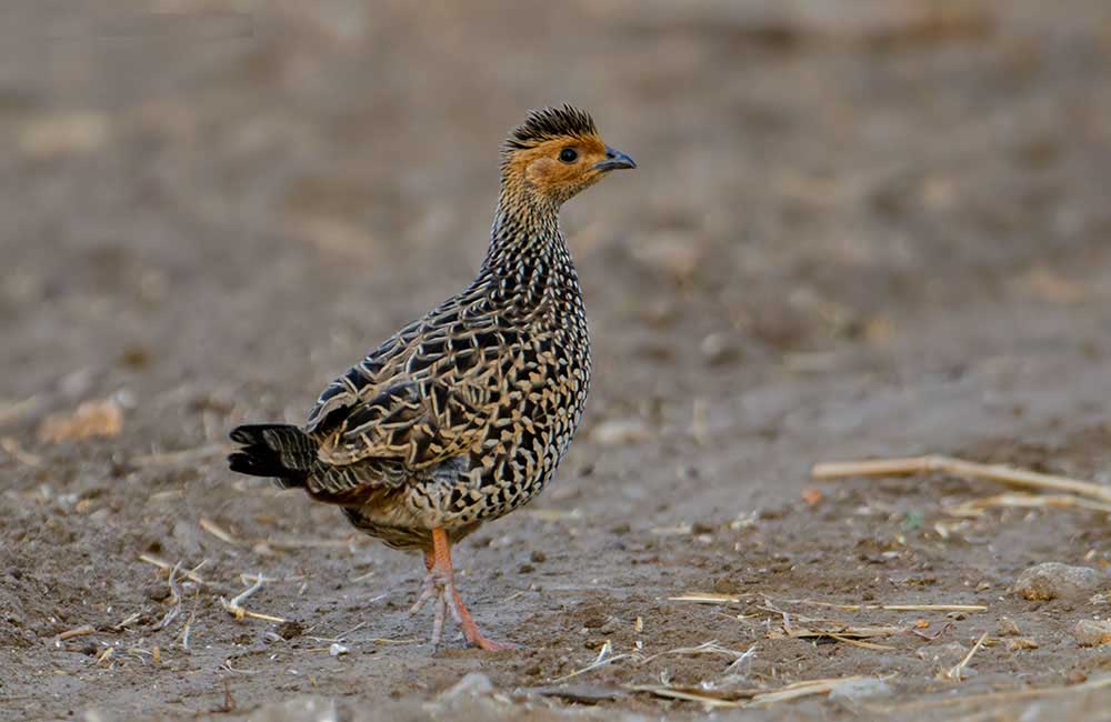 Painted Francolin Birds Pictures